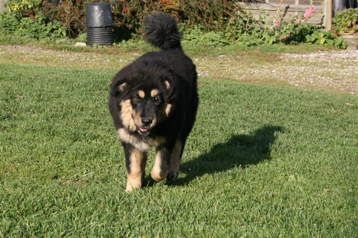 Tibetansk mastiff Himmelhund Tesla billede 21
