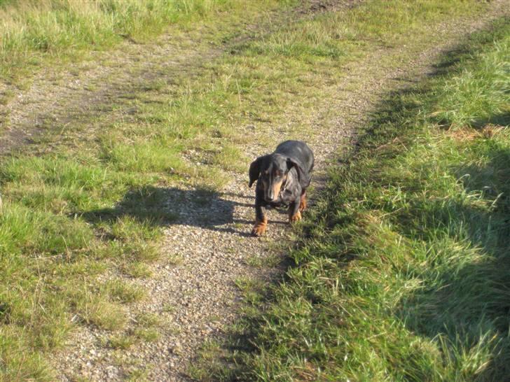 Gravhund Charolaigårdens Charlie billede 5