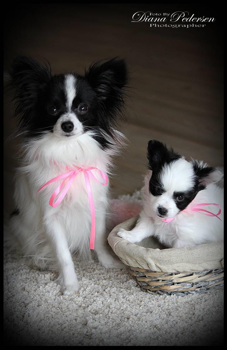 Papillon  Tjika - Tjika og hendes hvalp Sheeva.  billede 2