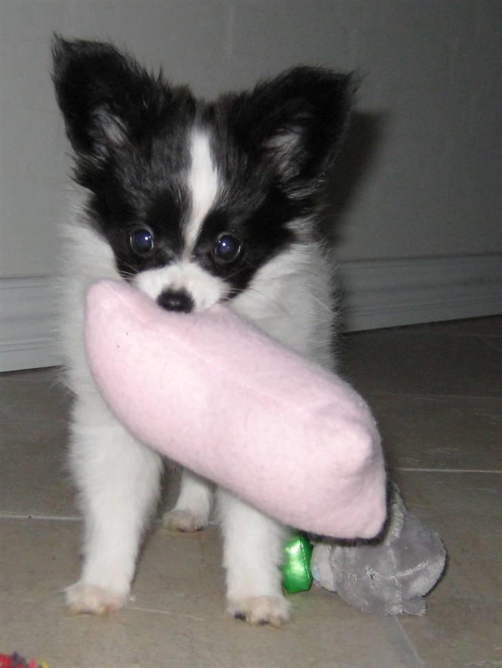 Papillon  Tjika - Se lige om du kan få fat i den mor.. billede 3