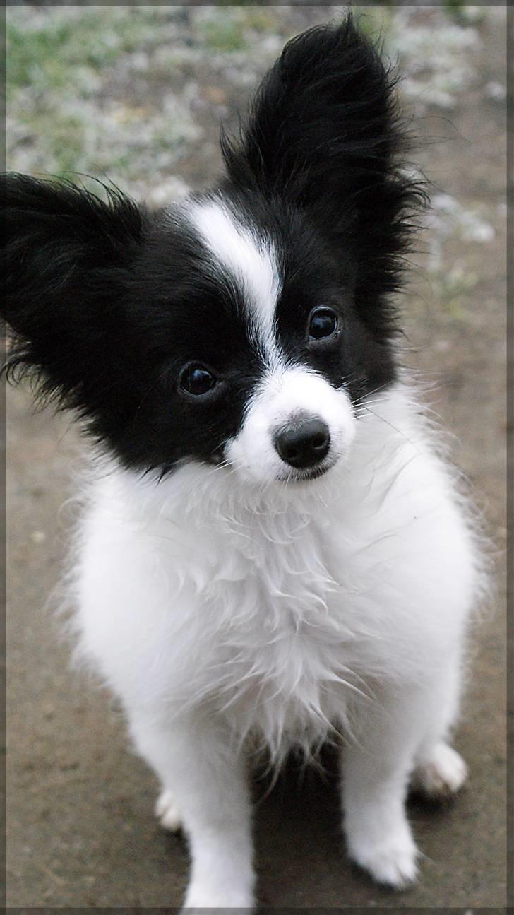 Papillon  Tjika - "OKAY OKAY, slap da af kvinde jeg skal nok se sød ud.. " billede 4