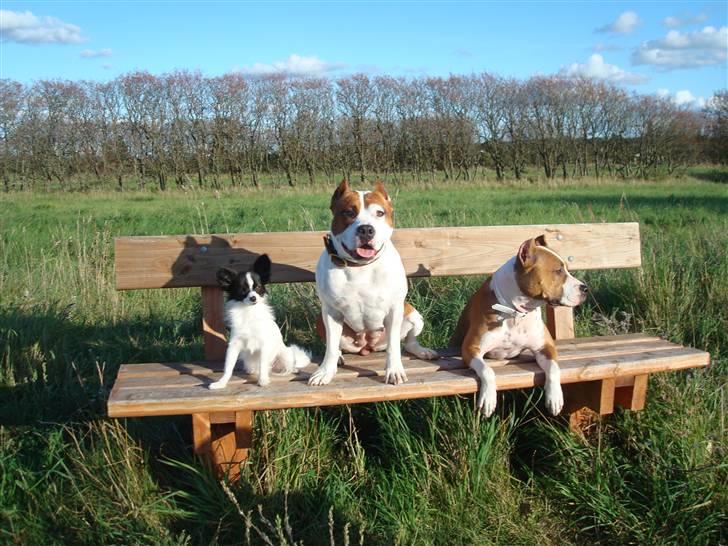 Papillon  Tjika - "TSK, og så kalder de jer en KAMPHUND !.. COME ON.. " ( Tjika, giuly & Shadie) billede 5