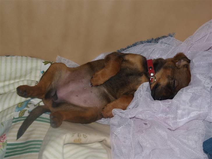 Blanding af racer Freyja - En ægte prinsesse, sover selvfølgelig i tyl ;) billede 2