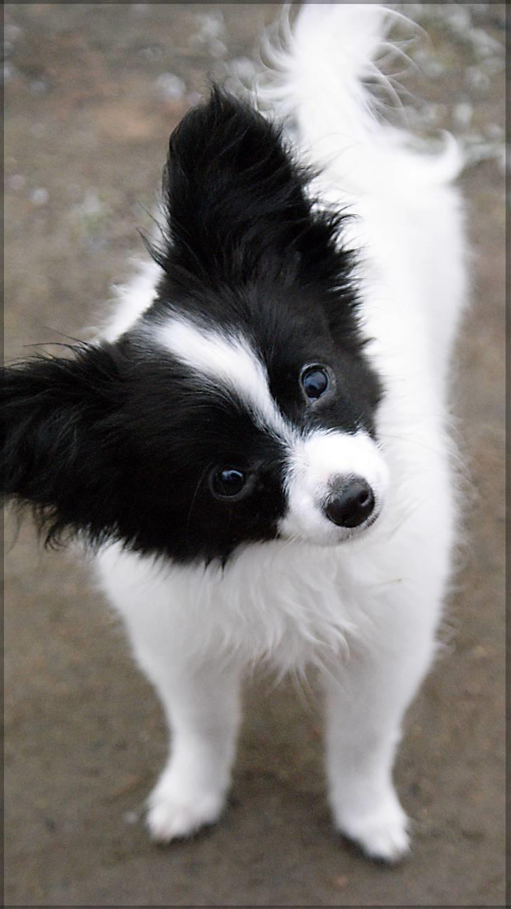 Papillon  Tjika - "hov var du der mor :D hva det du har i hånden?, et kamera og en godbid?.. " billede 6