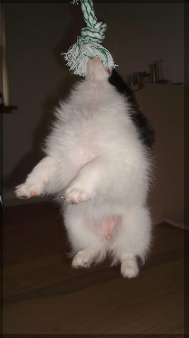 Papillon  Tjika - "jeg kan dælme også låse kæberne " billede 7