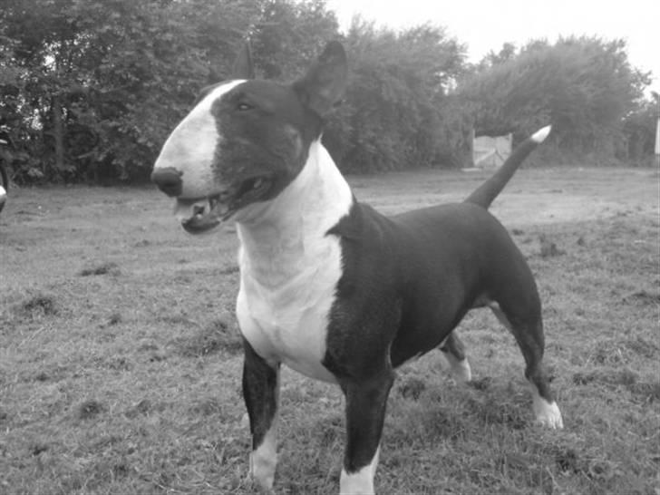 Bullterrier Ferdinand billede 1