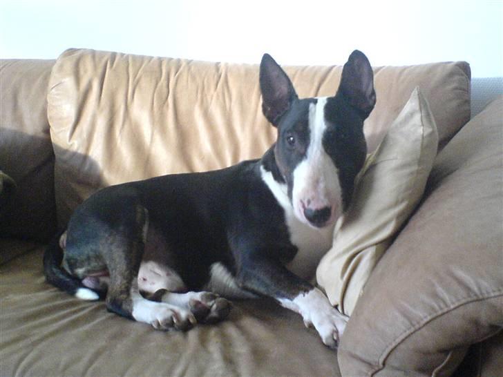 Bullterrier Ferdinand billede 2
