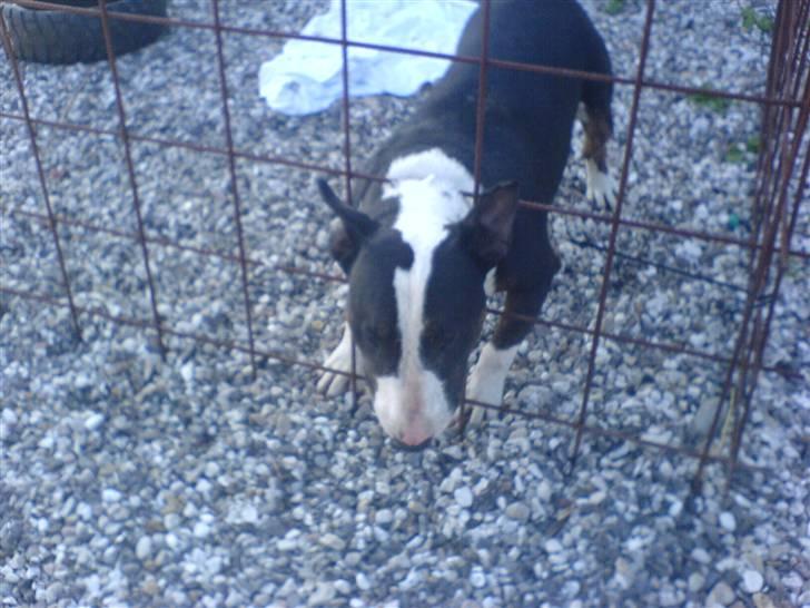 Bullterrier Ferdinand billede 3