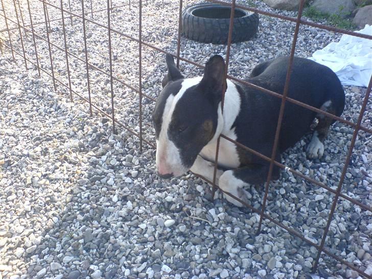 Bullterrier Ferdinand billede 4