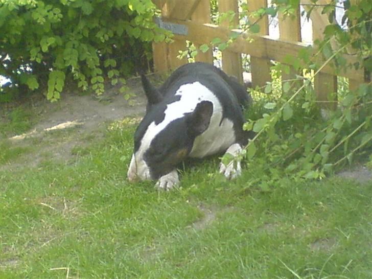 Bullterrier Ferdinand billede 5