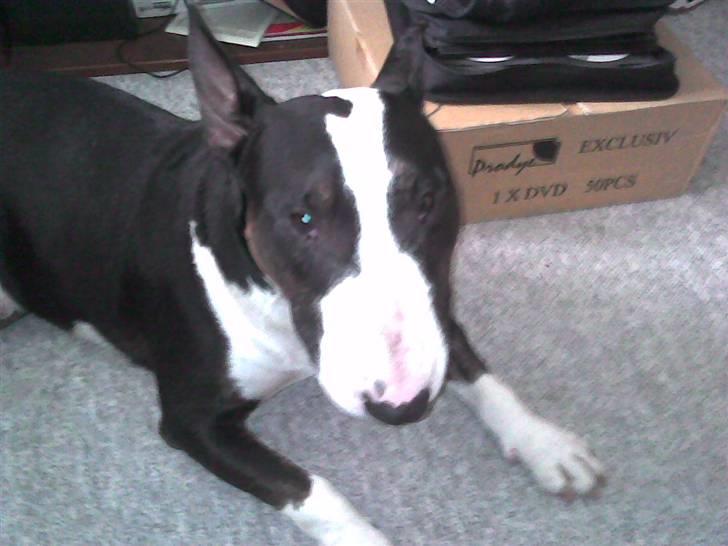 Bullterrier Ferdinand billede 6