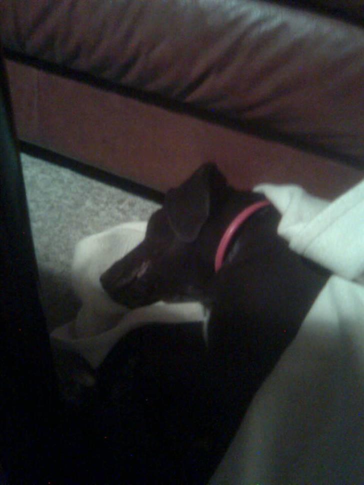 Blanding af racer Centa - åh det er dejligt at putte i et tæppe billede 20