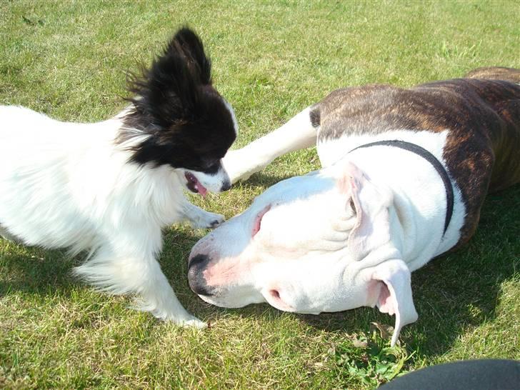 Papillon  Tjika - DØD OVER KAMP*HUND..!! :D billede 8