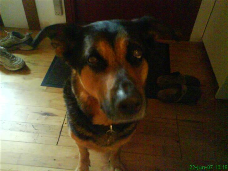 Blanding af racer Line *R.I.P* billede 3