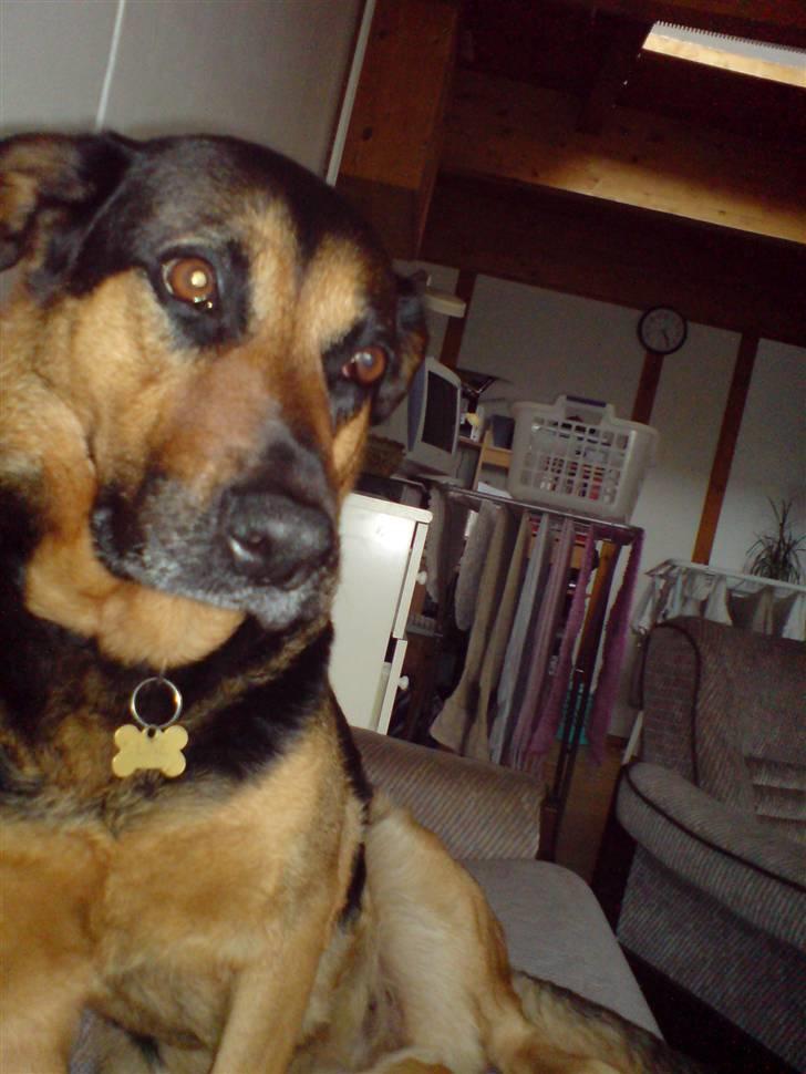 Blanding af racer Line *R.I.P* billede 4