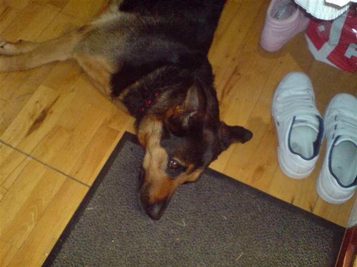 Blanding af racer Line *R.I.P* billede 5