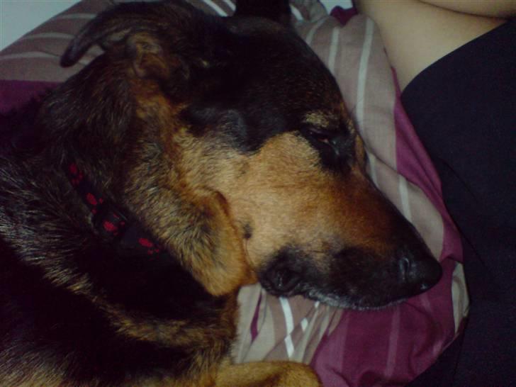 Blanding af racer Line *R.I.P* billede 7