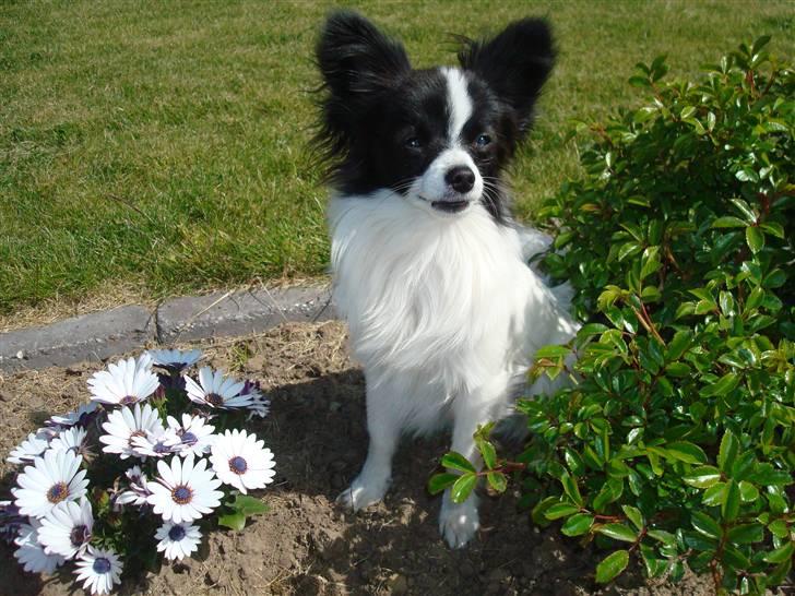 Papillon  Tjika - Se så smuk jeg kan se ud.. mmm mor, stik mig lige den der..  billede 9