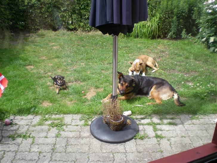 Blanding af racer Line *R.I.P* - Line, Molly & Julle billede 8