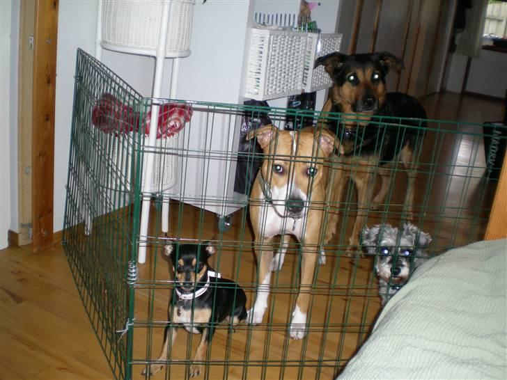 Blanding af racer Line *R.I.P* - Line, Molly, Julle og min farmors hund Ricka. billede 9