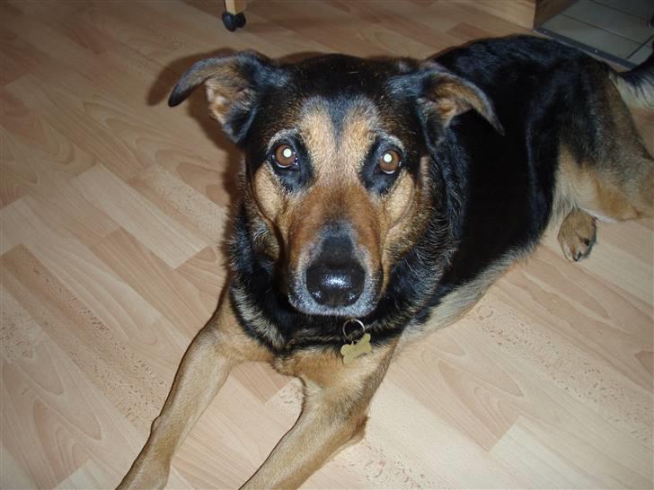 Blanding af racer Line *R.I.P* billede 10