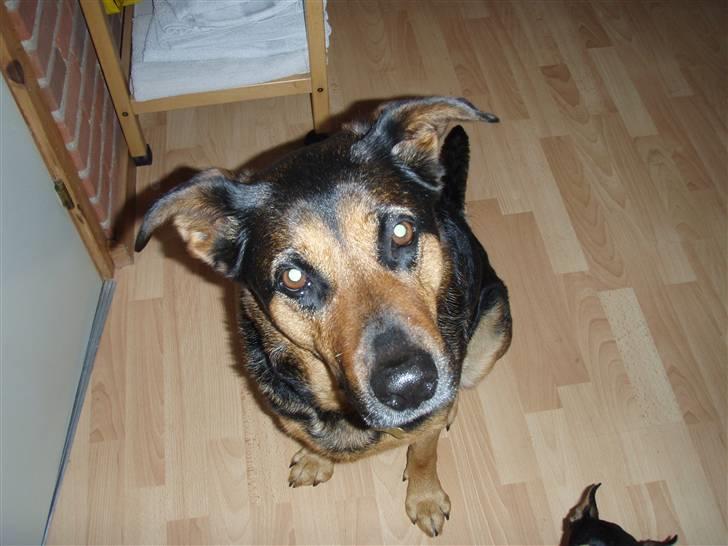 Blanding af racer Line *R.I.P* billede 11