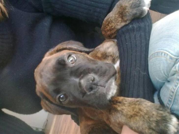 Boxer Charlie - Hej, og velkommen til min profil :O) billede 1