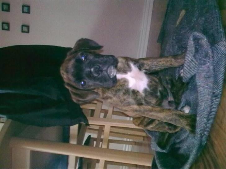 Boxer Charlie - Ja ja, jeg skal nok sidde pænt når du nu insisterer på at tage et billede mere  billede 2