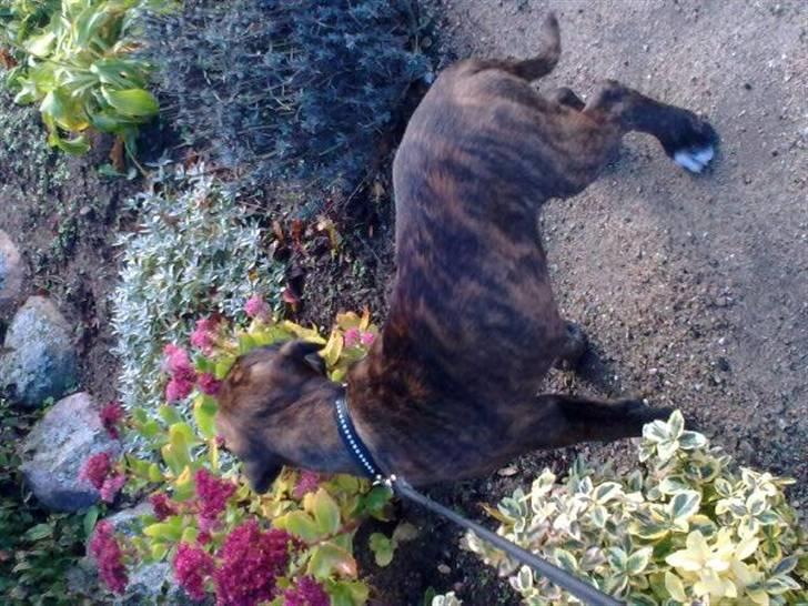 Boxer Charlie - På min aller første gåtur.. Der var altså rigtigt mange spændene ting at kigge på :O) billede 3