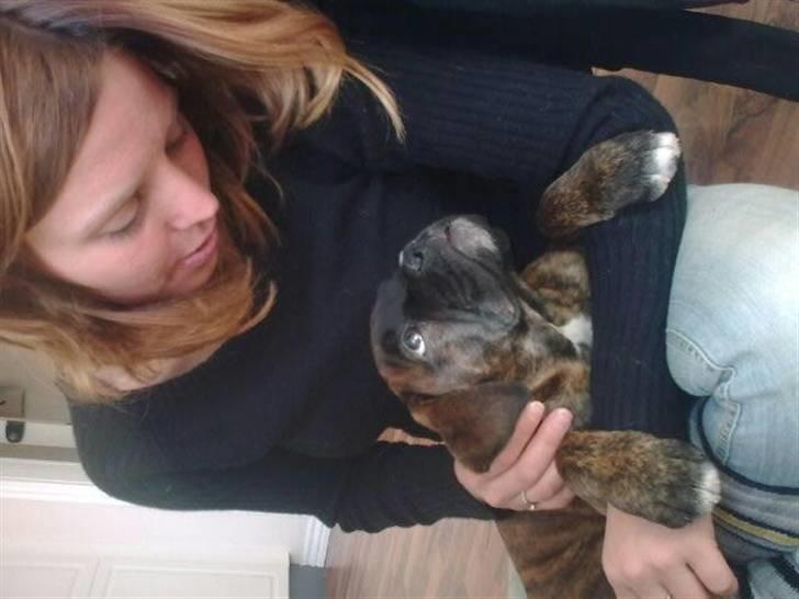 Boxer Charlie - Ligger lige og undrer mig lidt over hvad det er for en lyd hente tante Karin laver billede 4