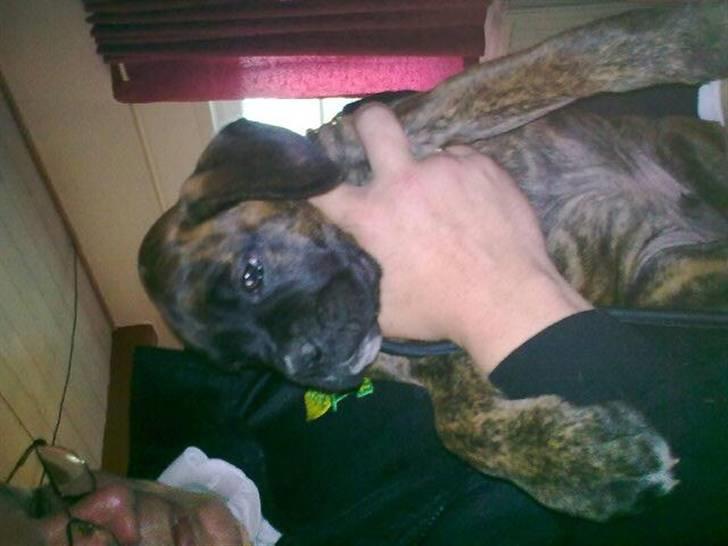 Boxer Charlie - Sidder på armen af min nye far :O) billede 5