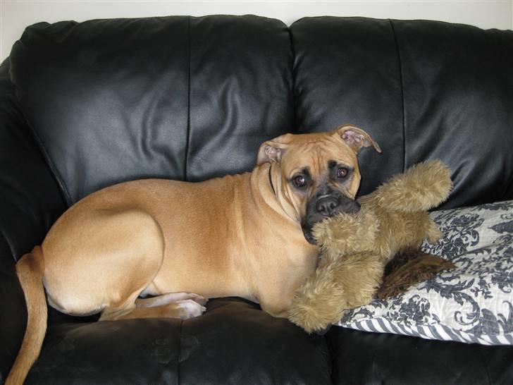 Amerikansk bulldog Fie billede 12