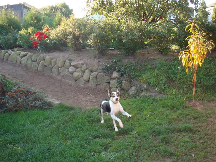 Dansk svensk gaardhund Futte (solgt) billede 10