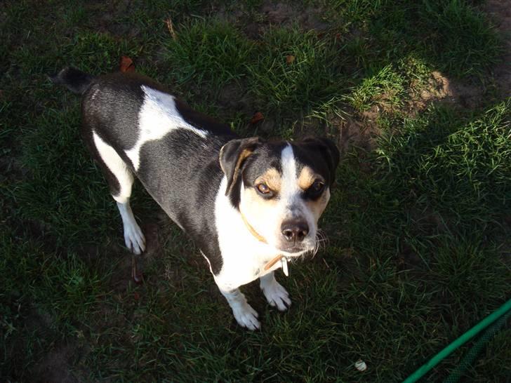 Dansk svensk gaardhund Futte (solgt) billede 11