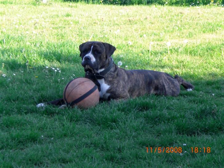 Amerikansk bulldog Chico - Her vogter jeg over min allerbedste bold billede 1