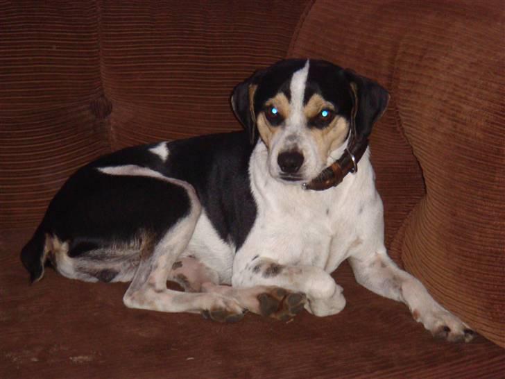 Dansk svensk gaardhund Futte (solgt) billede 12