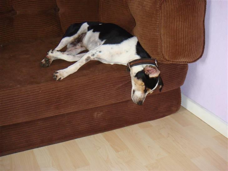 Dansk svensk gaardhund Futte (solgt) billede 13