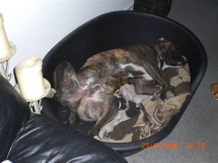 Amerikansk bulldog Chico - Sådan slapper men altså allerbedst af, efter er lang dag med mor hos hesten billede 2