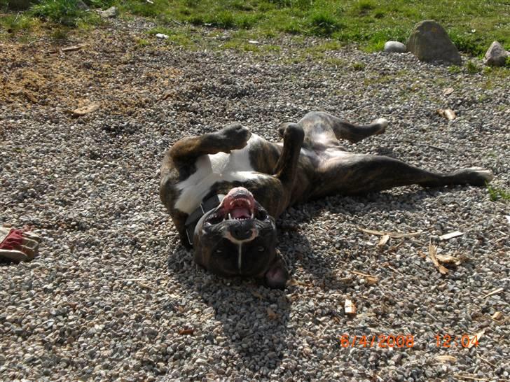 Amerikansk bulldog Chico - Er jeg ikke bare sød når jeg leger grimlings billede 3