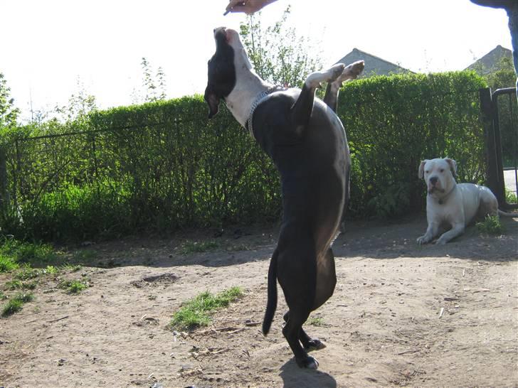 Blanding af racer Amstaff/bullterrier Freja - Freja har en meget god balance :) billede 12