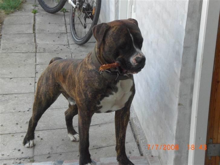 Amerikansk bulldog Chico - Så luk mig dog ind billede 4