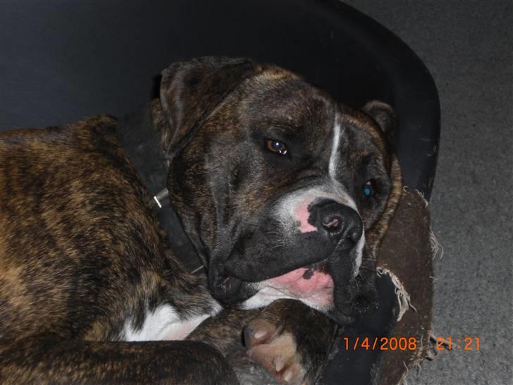 Amerikansk bulldog Chico - Det er altså ret tarveligt, når jeg er lige ved at falde i søvn billede 5