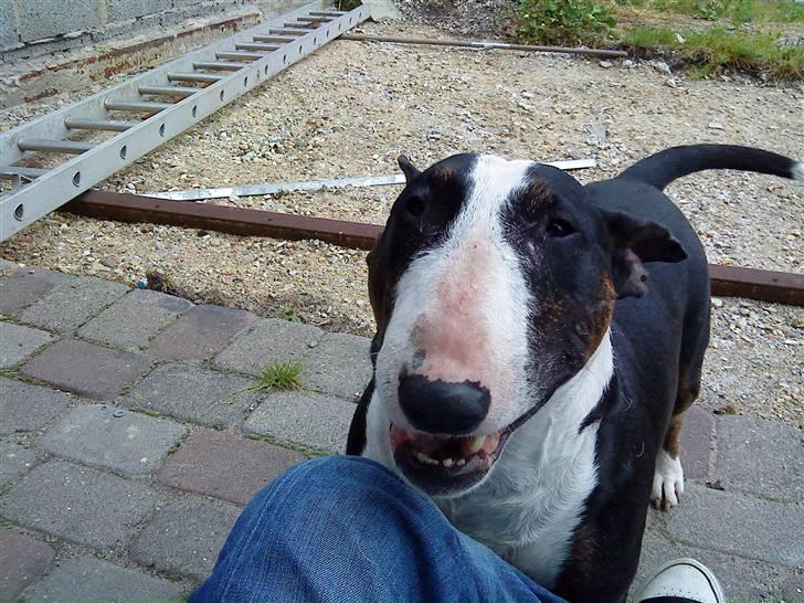 Bullterrier Ferdinand billede 7