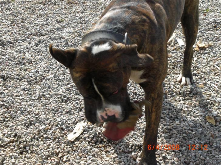 Amerikansk bulldog Chico - Chico flap hoved billede 6