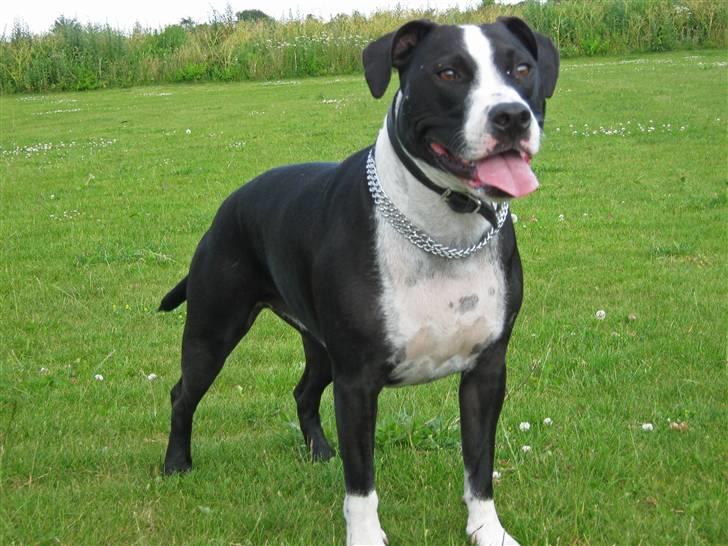 Blanding af racer Amstaff/bullterrier Freja - Smukke Freja står lige og puster lidt :) billede 13