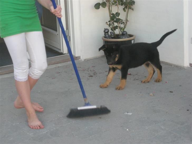 Schæferhund Cartagenas Fanny - Mig der prøver at feje ;P billede 12