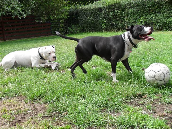 Blanding af racer Amstaff/bullterrier Freja - Freja og hendes ven Ticco billede 14