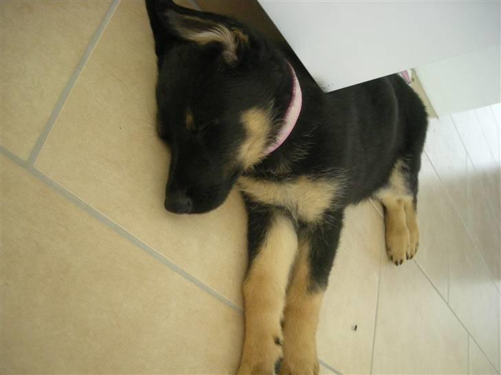 Schæferhund Cartagenas Fanny - Fanny (8 uger) billede 13