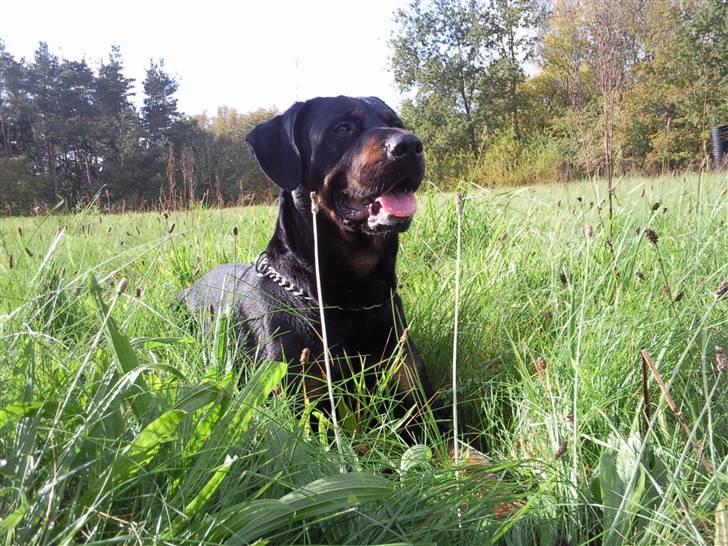 Blanding af racer Max - Er jeg ikke flot? billede 5