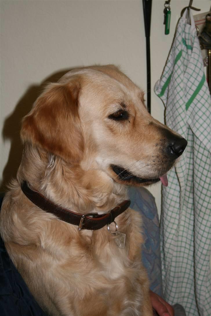 Golden retriever Sussi - Hej jeg hedder Sussi og er pave stolt billede 1
